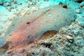 Closeup of Peacock Flounder resting on seabed Royalty Free Stock Photo