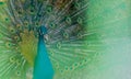 Closeup of peacock in green blur