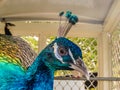 Closeup of Peacock head Royalty Free Stock Photo