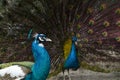 Closeup of a peacock head with one in the background with spread Royalty Free Stock Photo