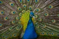 Closeup of Peacock Royalty Free Stock Photo