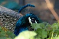 Closeup of a peacock surrounded by greenery under the sunlight with a blurry background Royalty Free Stock Photo
