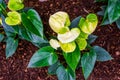 Closeup of a peacy lily, popular spathe flower, tropical plant specie from America