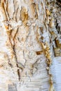 Closeup of pealing and textured birch bark as a white nature background Royalty Free Stock Photo