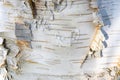 Closeup of pealing and textured birch bark as a white nature background Royalty Free Stock Photo