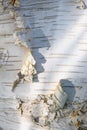 Closeup of pealing and textured birch bark as a white nature background Royalty Free Stock Photo