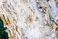 Closeup of pealing and textured birch bark as a white nature background Royalty Free Stock Photo