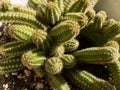 closeup of a peanut cactus with green texture body with thorns closeup Royalty Free Stock Photo