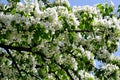 Closeup pear flowers bloom