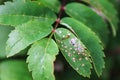 Closeup of a pear slug on a mountain ash branch Royalty Free Stock Photo