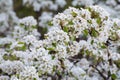 Lots of white flowers on a background of bright green foliage. Closeup of pear tree blossom in spring.
