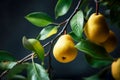 Closeup pear tree branch with ripe yellow pears and green leaves on dark background Royalty Free Stock Photo