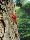 Closeup of pear tree excretion of gummy resin Royalty Free Stock Photo