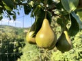 Closeup of a Pear tree with its fruit during summer in Austria, Europe Royalty Free Stock Photo