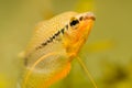 Closeup of Pearl gourami Trichopodus leerii freshwater aquarium fish in fish tank. Aquaria concept Royalty Free Stock Photo