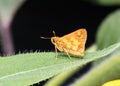 Sideview closeup of a Peck`s Skipper Butterfly