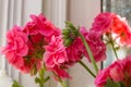 Closeup of Pelargonium hortorum