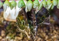 Closeup of peleides blue morpho butterfies coming out of their cocoons, tropical insect specie from America Royalty Free Stock Photo