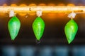 Closeup of peleides blue morpho cocoons, green butterfly pupa, entomoculture background