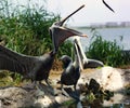 A pelican catching a fish. Royalty Free Stock Photo