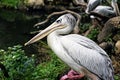 Closeup Pelican