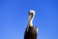 Closeup of Pelican in Rio Lagartos