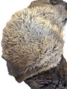 Closeup pelt of a bison buffalo shows thick hide with many colors.