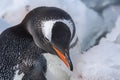 closeup of a penguin preening feathers, ice surrounding Royalty Free Stock Photo