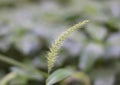 Closeup at Pennisetum pedicellatum grassland Royalty Free Stock Photo