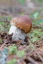Closeup of a penny bun mushroom and moss