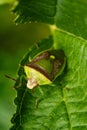 Closeup of a pentatomoidea insect on a leaf. Royalty Free Stock Photo