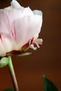 Closeup of Peonie Royalty Free Stock Photo