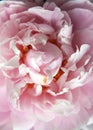 Closeup of Peonie Royalty Free Stock Photo