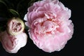 Closeup of Peonie Royalty Free Stock Photo