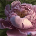 Closeup of peony flower. Pastel pink peony flower in bloom