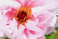 Peony, Pink Flower Petals, Birght Yellow Stamen, Vibrant Red Centre