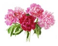 Closeup of peony flowers, fluffy pink peonies flowers, peony bunch in vase Royalty Free Stock Photo