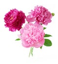 Closeup of peony flowers, fluffy pink peonies flowers, peony bunch in vase Royalty Free Stock Photo