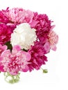 Closeup of peony flowers, fluffy pink peonies flowers, peony bunch in vase Royalty Free Stock Photo