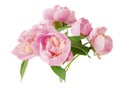 Closeup of peony flowers, fluffy pink peonies flowers, peony bunch in vase Royalty Free Stock Photo