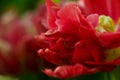 Closeup peony macro, delicate floral banner background