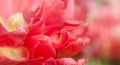 Closeup peony macro, delicate floral banner background