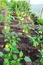 Closeup of peppers in an organic plantation. Fresh bushes of green paprika in a greenhouse. Sweet yellow pepper on the Royalty Free Stock Photo