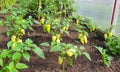 Closeup of peppers in an organic plantation. Fresh bushes of green paprika in a greenhouse. Sweet yellow pepper on the Royalty Free Stock Photo