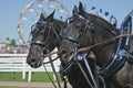 Closeup of Percheron Draft Horses at Country Fair