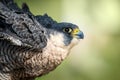 Closeup of Peregrine Falcon Falco peregrinus