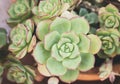 Closeup of perfect succulent Echeveria plant shaped like a rose, from Crassulaceae family. Shallow depth of field. Royalty Free Stock Photo