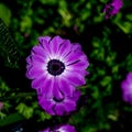 Closeup of purple Pericallis Cineraria flower. Royalty Free Stock Photo