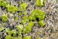 Closeup of a peridot or olivin mineral pattern background