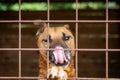 Closeup of a Perro de Presa Canario breed dog looking behind a fence Royalty Free Stock Photo